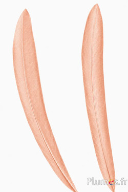 Pauw blauw - 40-47 cm - goudkleurig